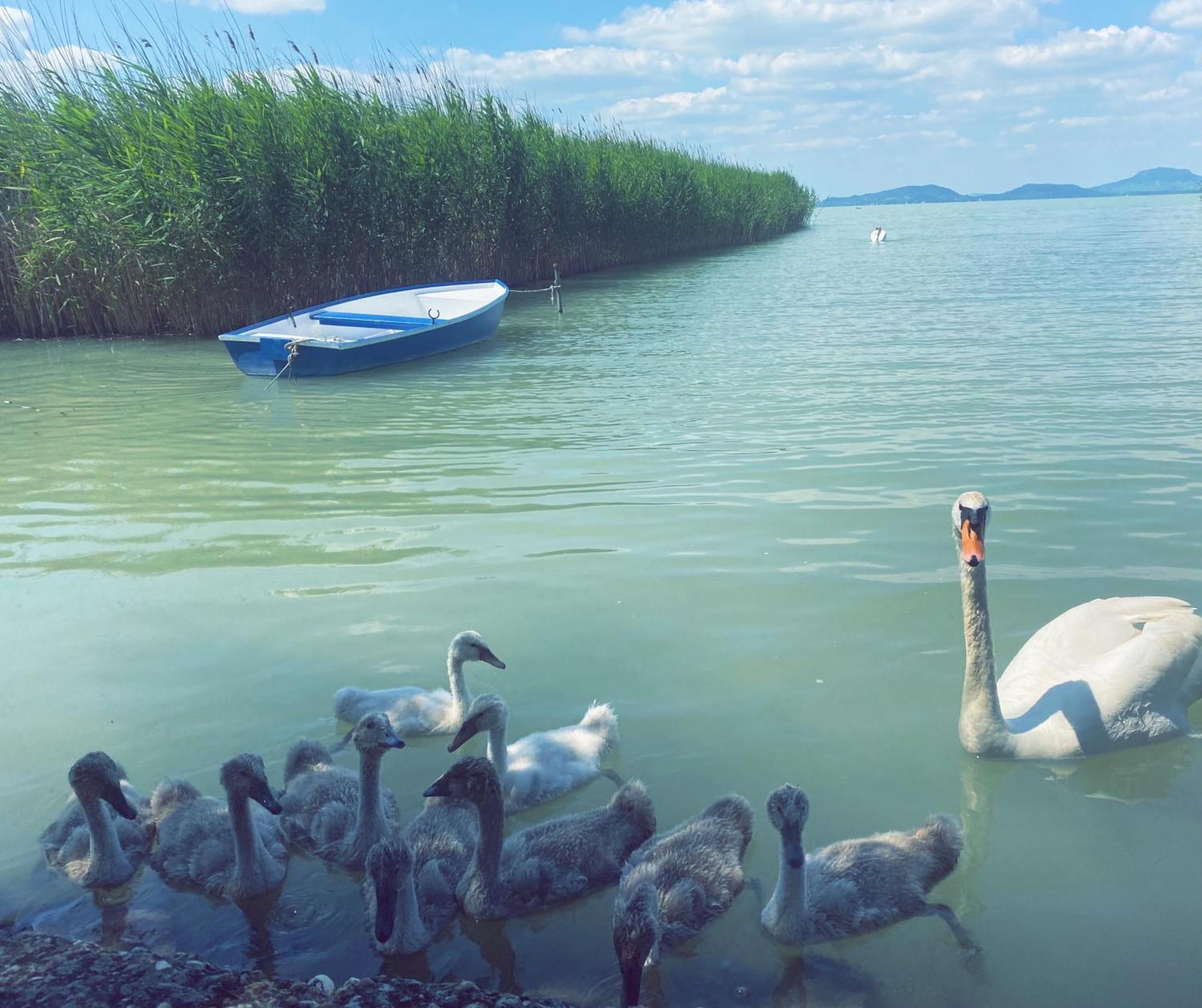 Balaton A Kertben - Balaton In The Garden - Beachfront Houses With Beautiful View, Private Beach بالاتونفينيفيس المظهر الخارجي الصورة